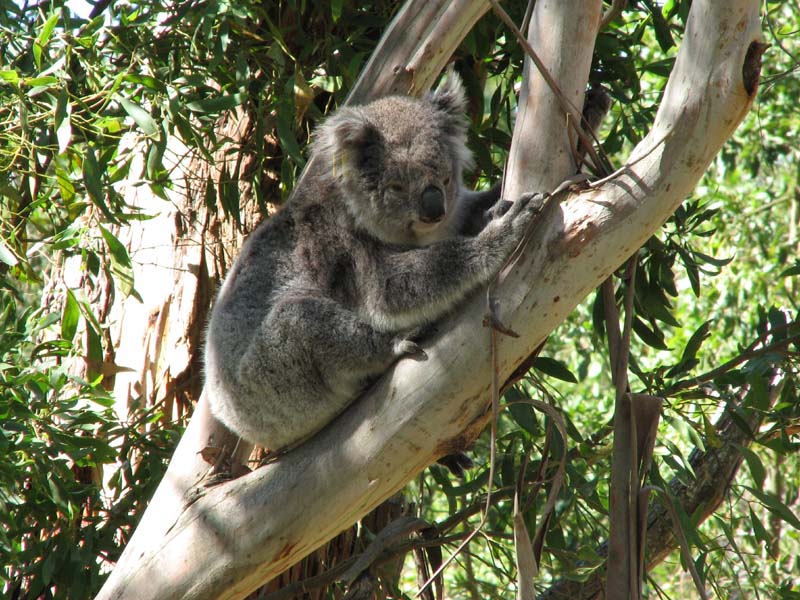 Koala